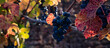 A banner image of ripe Pinot Noir grapes on a vine in fall, gold and red veined leaves in the close up image. 
