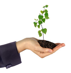 Wall Mural - Close up of Sapling in hand