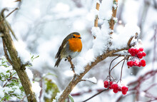 Robin Redbreast In November When Storm Arwen Hit The UK.  Facing Right On A Snow Covered Tree Branch With Red Berries.  Scientific Name: Erithacus Rubecula.  Space For Copy.