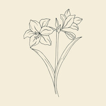 Hand Drawn Amaryllis Flower Illustration