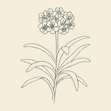 Hand Drawn Clivia Flower Illustration