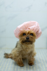  yorkshire terrier dog in a shower cap in the shower