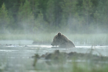 Wall Mural - brown bear bathing in the pond early in the morning