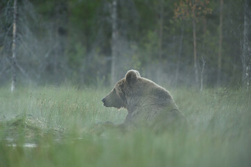 Wall Mural - brown bear in a foggy scenery