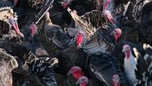 Thousands Of Turkeys Graze In The Pasture