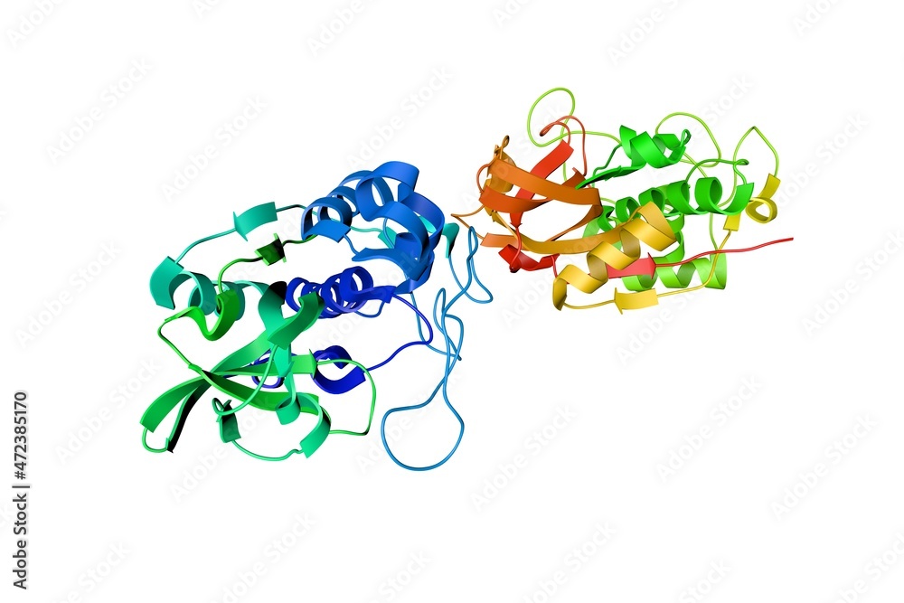 Stock-Illustration „Crystal structure of cathepsin B in complex with ...