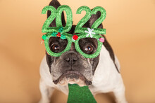 Shot From Above Of A French Bulldog With Green Glasses With The Inscription 2022