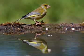 Wall Mural - European greenfinch ,,Chloris chloris,, in amazing wild danubian forest, Slovakia, Europe