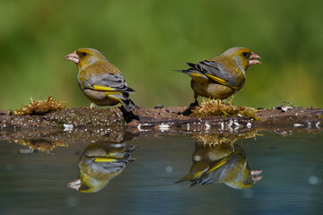 Wall Mural - European greenfinch ,,Chloris chloris,, in amazing wild danubian forest, Slovakia, Europe