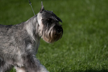 Canvas Print - Standard Schnauzer with background of grass