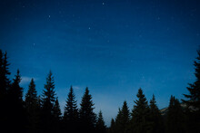 Night Forest With Pine Trees, Dark Night Sky And Many Stars. Night Forest Landscape