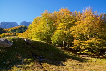 Poster - Autumn forest in the Pyrenees