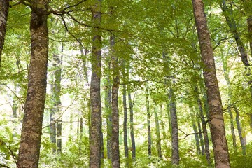 Wall Mural - Forest in the Pyrenees