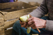Hands cleaning belgian  chicory, preparing for sale