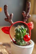 Cactus With Christmas Reindeer Antlers And Santa Claus Reindeer Nose. Cactus With Santa Claus Deer Antlers. Original Christmas Tree.