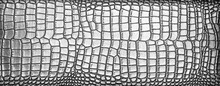 Background Of Natural Silver Crocodile Leather. Texture Of Snake Skin.  The Texture Of Natural Crocodile Leather In Monochrome. Abstract Background .