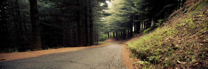 Wall Mural - Autumn road in banner header composition. Concept of park and nature outdoors. Travel and explore woods forest.