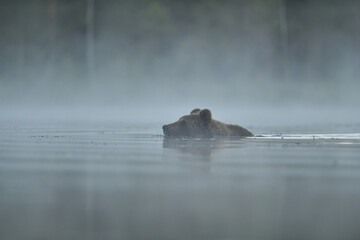 Wall Mural - bear swimming in the misty pond at summer night