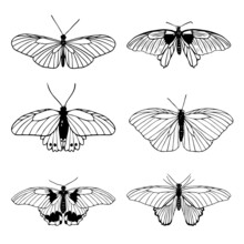 Set Of Hand Drawn Black Outline Butterflies On White Background. Butterfly Miimalistic Sketch. Papilionidae, Heliconius Charithonia, Hypolimnas Bolina. Vector Illustration