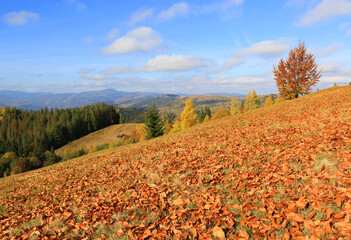 Wall Mural - Fallen leafs on meadow