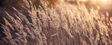 Pampas Grass Outdoor. Abstract Background With Trendy Dry Reed. Soft Focus, Blurred Background