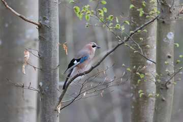 Wall Mural - A jay sits on the branch of a spruce in the forest