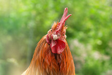 Head Portrait Of A Funny Looking Brown Free-range Rooster Outdoors, Gallus Gallus Domesticus