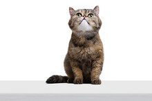 One Beautiful Fluffy Green-eyed Cat Cat Looking Up Isolated On White Studio Background. Animal Life Concept
