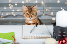 A Cheerful Cat Looks At An Empty Sheet With Wishes For Santa Claus.