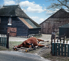 Dead Horse Laying In A Farmyard Netherlands. Cadaver Of A Horse. Ruinen Drenthe.