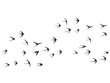 © SunwArt - Flying martlet birds silhouettes vector illustration. Migratory martlets bevy isolated on white.