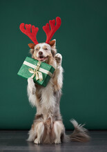 Happy Dog Is Holding A Gift With Festive Antlers. Funny Border Collie On A Green Background.