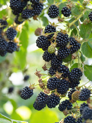 Wall Mural - Natural fresh blackberries in a garden. Bunch of ripe blackberry fruit - Rubus fruticosus - on branch of plant with green leaves on farm. Organic farming, healthy food, BIO viands.