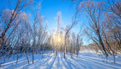 Wall Mural - Winter sunny  landscape - snowy forest and real sun. The untouched snow sparkles. Trees cast long shadows in the snow. Wonderful winter holiday