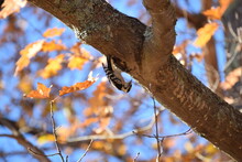 Downy Woodpecker In Western Maine