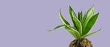 Fototapeta Tulipany -  Art & Illustration Dracaena trifasciata or hahnii plant