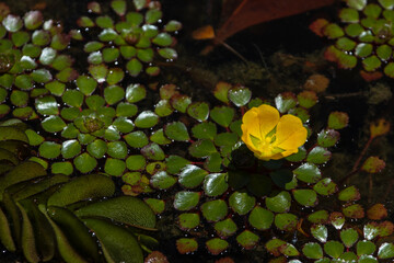 Water caltrop lake. Trapa bicornis (Water Chestnut). Natural pattern of aquatic plants surface.