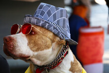 American Pit Bull Dog Wearing A Checkered Hat And Red Sunglasses Collects Food Money By Modeling On The Streets