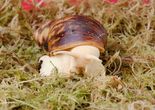 A Giant African Land Snail Crawls In Green Moss