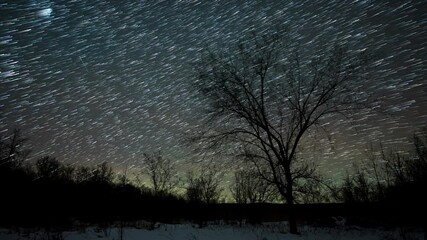Wall Mural - stary nighttime lapse with stars as comet trails. winter scene with a large tree in the foreground. 