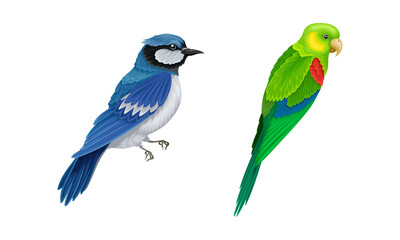 Wall Mural - set of birds. blue sialia and budgie vector illustration