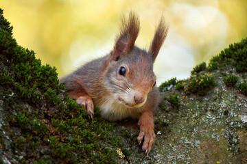 Wall Mural - Eurasian red squirrel on a tree (Sciurus vulgaris)