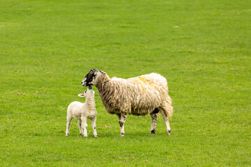 Wall Mural - Swaledale mule ewe or female sheep with her young lamb looking up at her.  Concept: Mother's love.  Clean, green background.  Space for copy.  Horizontal.