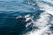 pod of dolphins alongside boat