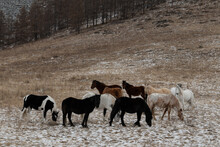 Herd Of Wild Altai Horses On A Hillside Grazing In Winter
