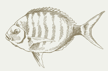 Wall Mural - Sargo, white seabream diplodus sargus in profile view