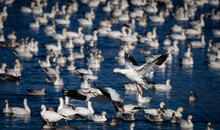 Landing Of Two Snow Geese In The Middle Of Their Flock In The Chateauguay River At Ste-Martine Québec Canada.