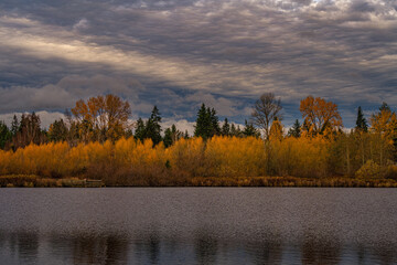 Wall Mural - 2021-12-01 RICH FALL COLORS WITH CALM WATER AND A CLOUDY SKY ON LARSEN LAKE IN BELLEVUE WASHINGTON