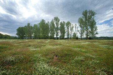 Wall Mural - European bee eater burrow on the meadow. Ornithology in Bulgaria. Bee eater in Rhodope mountains.