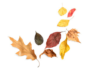 Dried autumn leaves on white background